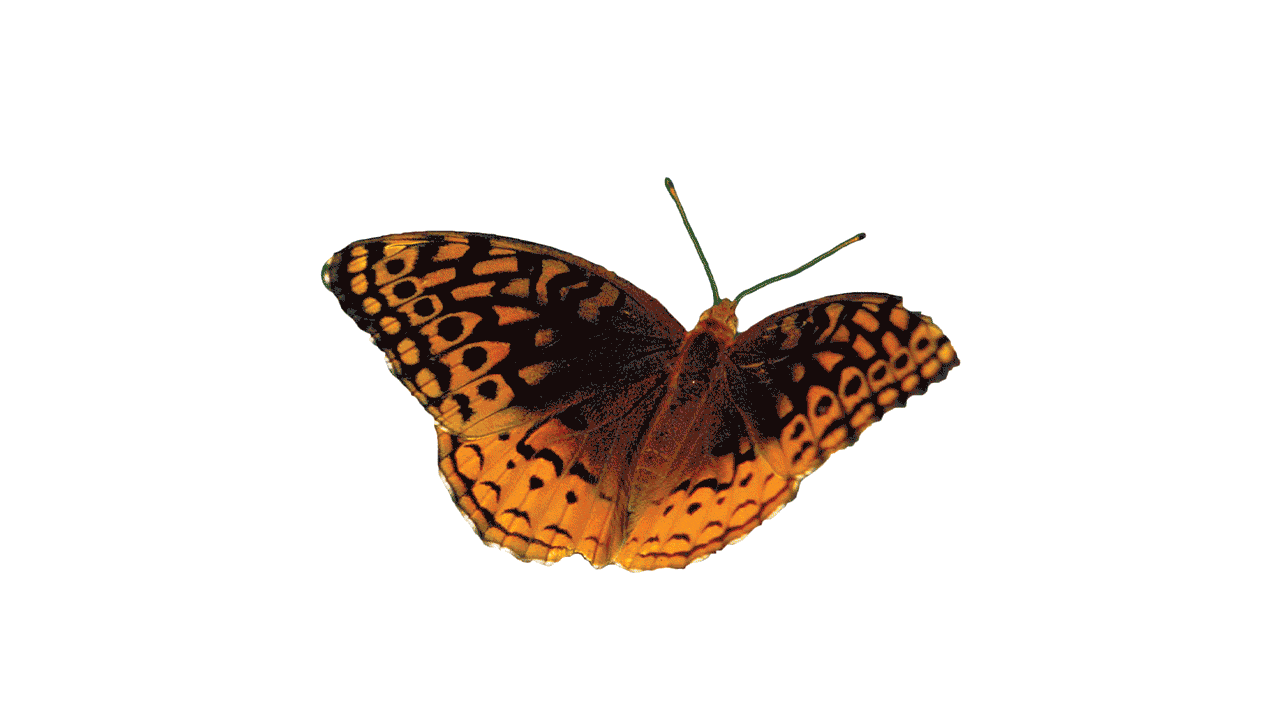 Moth and butterfly illustrations cycling
